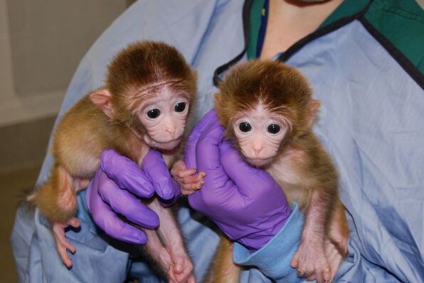 1-17-22-infant-primates_original.png